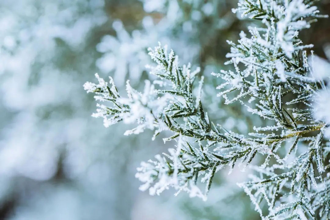 千庫網(wǎng)_冬季雪景松枝落雪_攝影圖編號144975.jpg